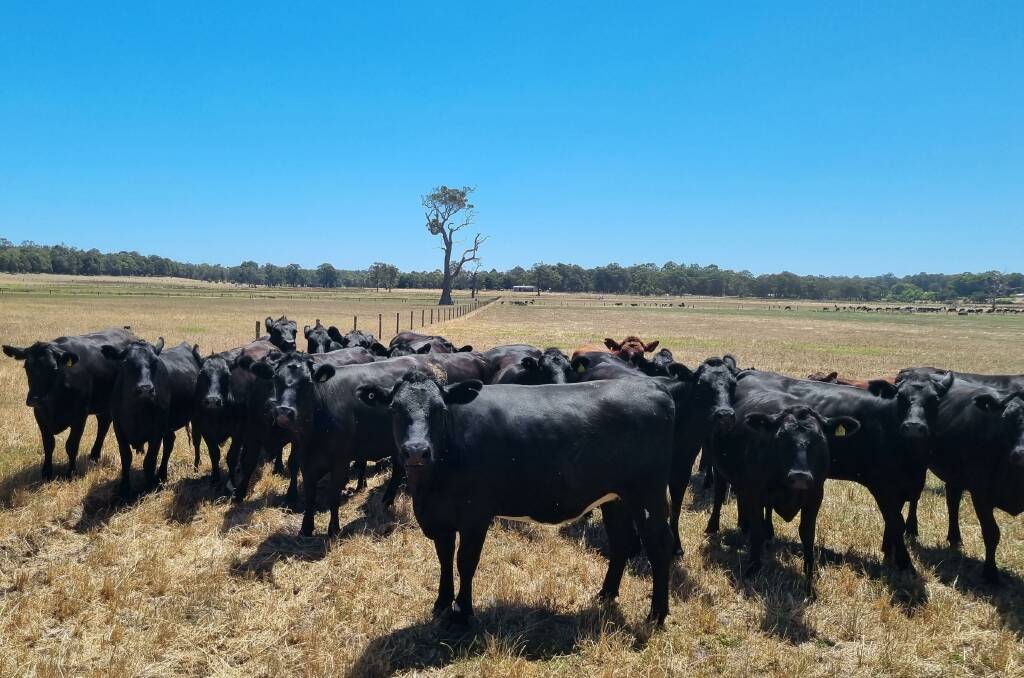 The Duggan family, P & T Duggan, Cowaramup, will be among the bigger vendors of first-cross heifers in the sale. The Duggans have nominated 24 Angus-Friesian, owner-bred heifers from their sizable dairy operation.