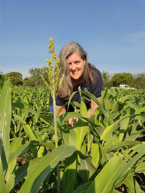 DPIRD senior research scientist Helen Spafford collects fall armyworm samples in a sorghum crop for a research project testing the pest's genetic resistance to pesticides.