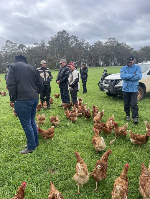 During the ADAMA Australia 2-wheel crop trials tour visit to the Ryan familys integrated and highly productive livestock and vegetable growing enterprise near Manjimup, where cattle, sheep and chickens all intensively graze together, the chickens became very friendly.