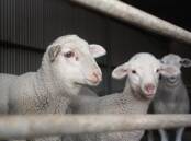 Lamb prices remain consistent, despite daily processing numbers being down up to 30 per cent 