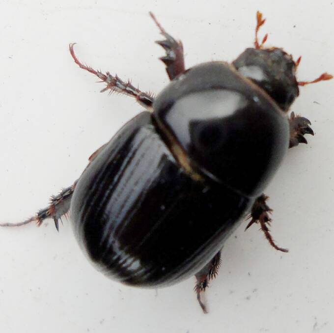 An adult African black beetle. Photos by DPIRD.