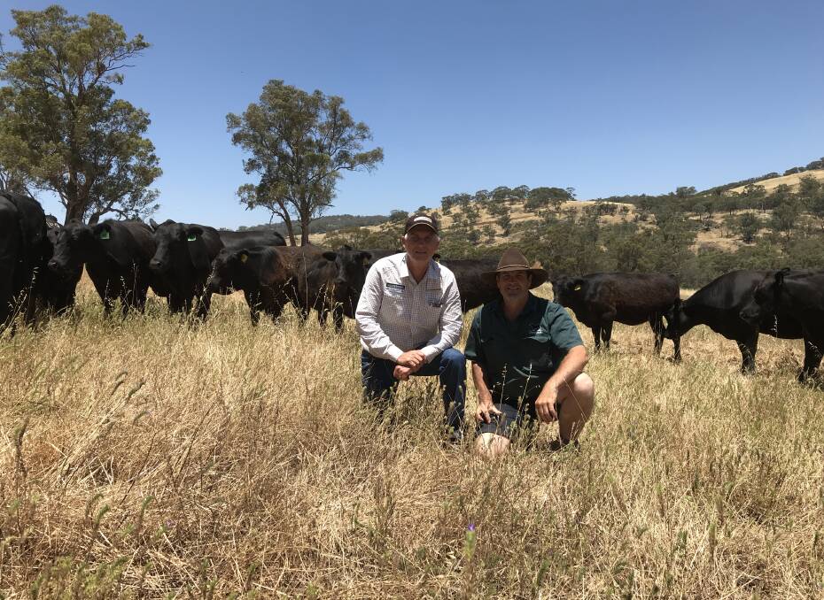 Inspecting a mob of the 100 mixed sex Angus weaners aged seven to nine months to be offered by Deepdale Farm, Toodyay, were S & C Livestock manager Phil Petricevich (left) and Deepdale Farm manager Rob Oremek. Deepdale Farm will offer heifers which would normally be retained for its own herd, providing an excellent opportunity for buyers to obtain young replacement breeders.