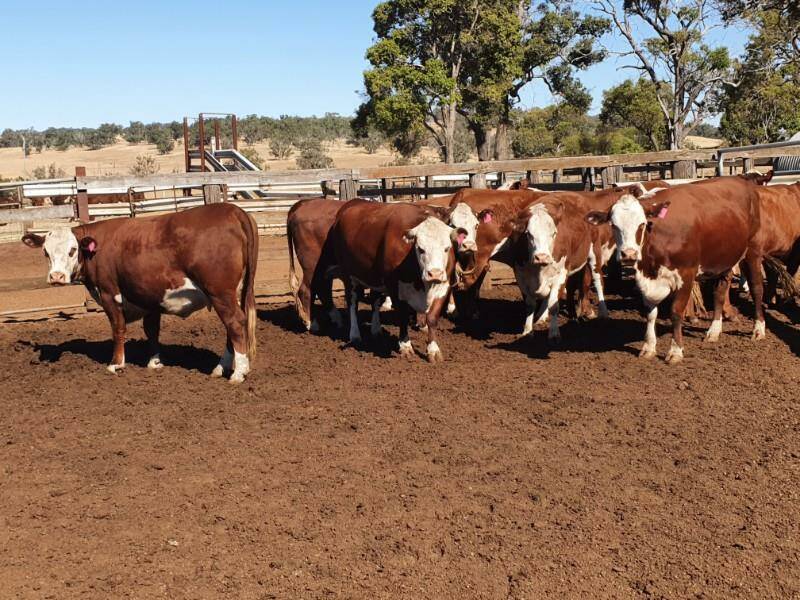 This line of 10 PTIC second calvers topped the Quaindering Poll Herefords commercial herd reduction sale when sold for $3500.