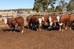 Quaindering commercial cows sell to $3500