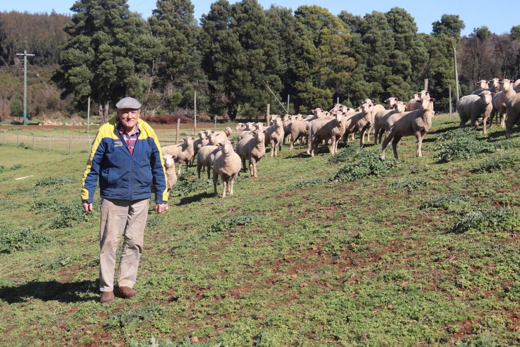 Ian Wauchope farms a total of 215 hectares spread across six properties around Manjimup, on which he and his wife Jackie run 1000 breeders.
