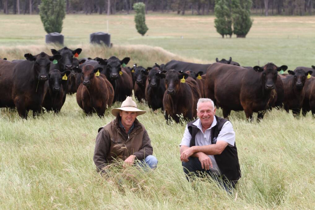 JS & EN Bagshaw, Boyup Brook, will offer 150 Angus steer weaners at the sale and looking over some of the Bagshaws' Angus cows and calves were vendor Nick Bagshaw (left) and Colin Thexton.