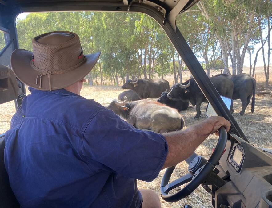 Quindanning farmer Graeme Carthy decided to run a small herd of riverine buffalo at his 404ha property, after a phone call with a mate and a couple of beers.