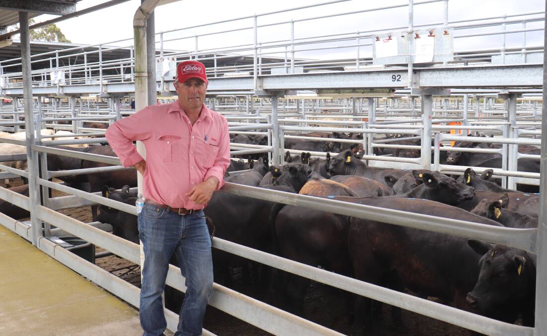 Elders Dean Wallinger with the overall champion pen of heifers offered by GT & JF Couper. The pen of 14 Angus weaner heifers averaged 367kg and sold at 490c/kg to return $1799. GT & JF Couper also won the champion pen of steers category.