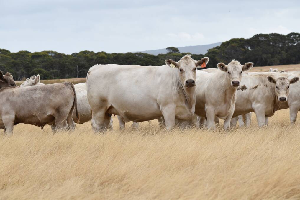 Bremer Bay producers Julie Leenhouwers and partner Greg Lee run a herd of 90 Murray Grey breeders and like the breed for its great temperament and because the cattle to perform really well on their country.