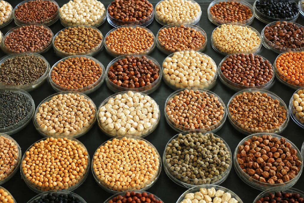 Chickpea is an important pulse crop for nutritional security and human health. Photo by ICRISAT.
