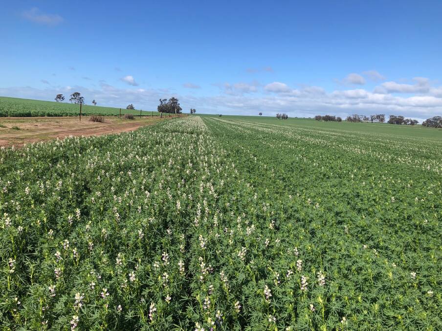 The same lupin crop in Bolgart captured on July 23, showing significant recovery.