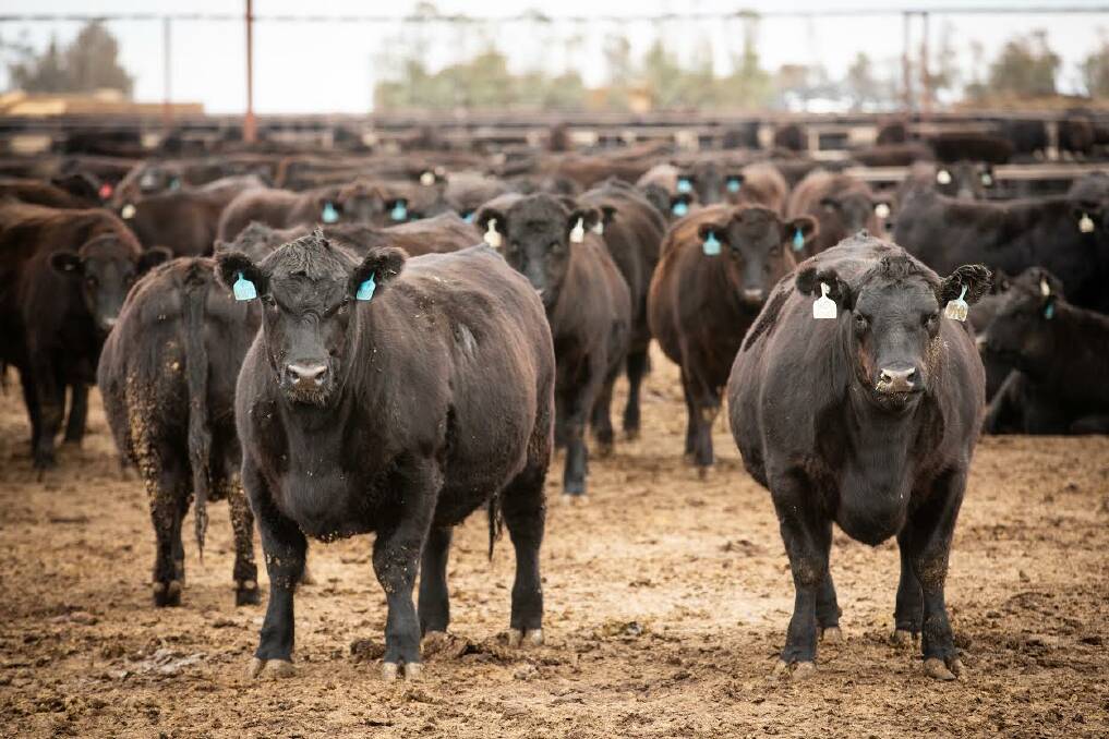 Cattle at Harmony Agriculture and Food Companys Hells Gate Feedlot.
