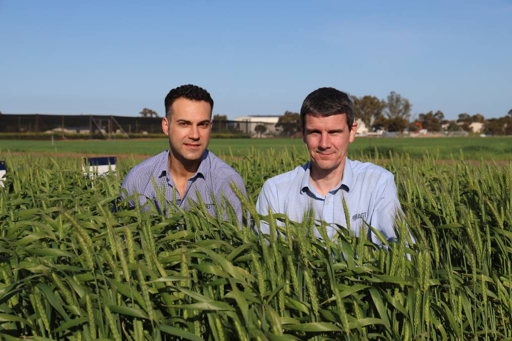 AGT chief executive officer Haydn Kuchel (left) and wheat breeder James Edwards are excited about the results from new wheat variety Calibre.