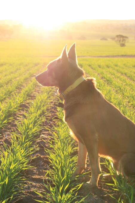 Billy was loving a sunset croppy of this Devil wheat crop in York. Photo by Shannen Barrett.