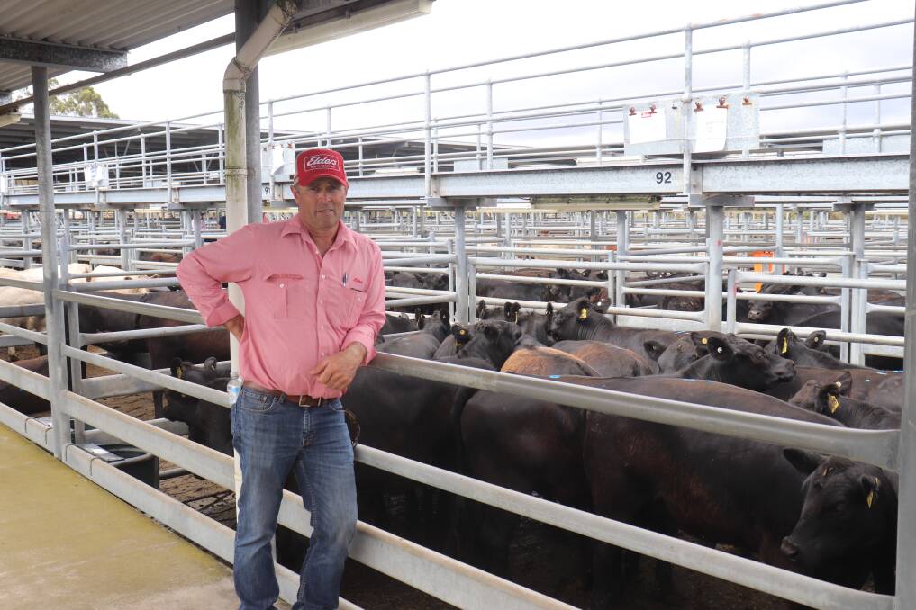 Elders Dean Wallinger with the winning pen of replacement heifers from T & FV Ward. The pen included seven Simmental cross weaner heifers weighing an average of 359kg and sold for 462c/kg at $1659.