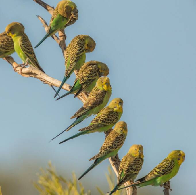 To the Balladong people of the South West which is Ms Heimberger's mob a large flock of budgerigars flying in a particular direction generally meant there would be water in that direction.