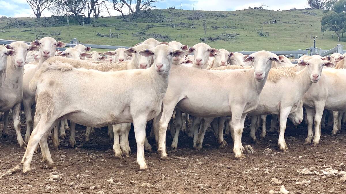 Beverley producers JP & JL Broun, sold the $1265 top-priced line of ewes. The line consisted of 50 UltraWhite 15 to 16-month-old ewes.