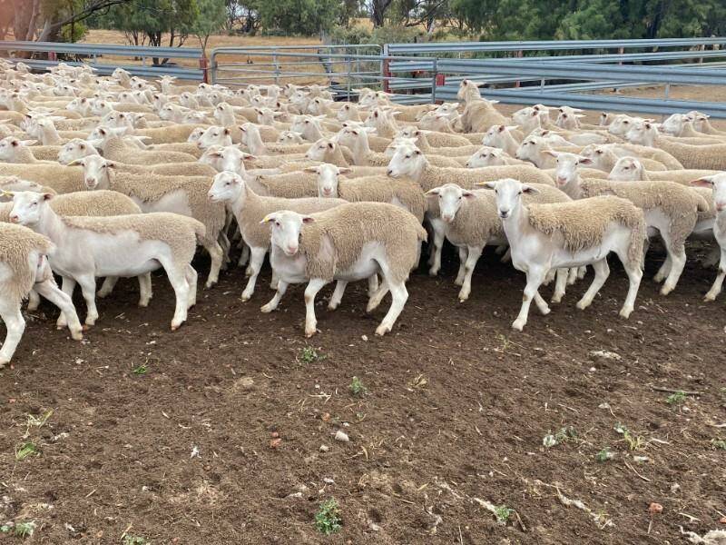 This pen of 342 UltraWhite ewe lambs offered by Davina Enterprises, Wongan Hills, sold for $492 in the sale.