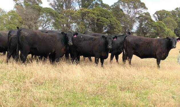 Regular sale vendors the Smith family, Baboo Pastoral, Green Range, will offer 40 purebred, owner-bred PTIC Angus heifers. The heifers are 20-22mo and based on Coonamble Angus bloodlines.
