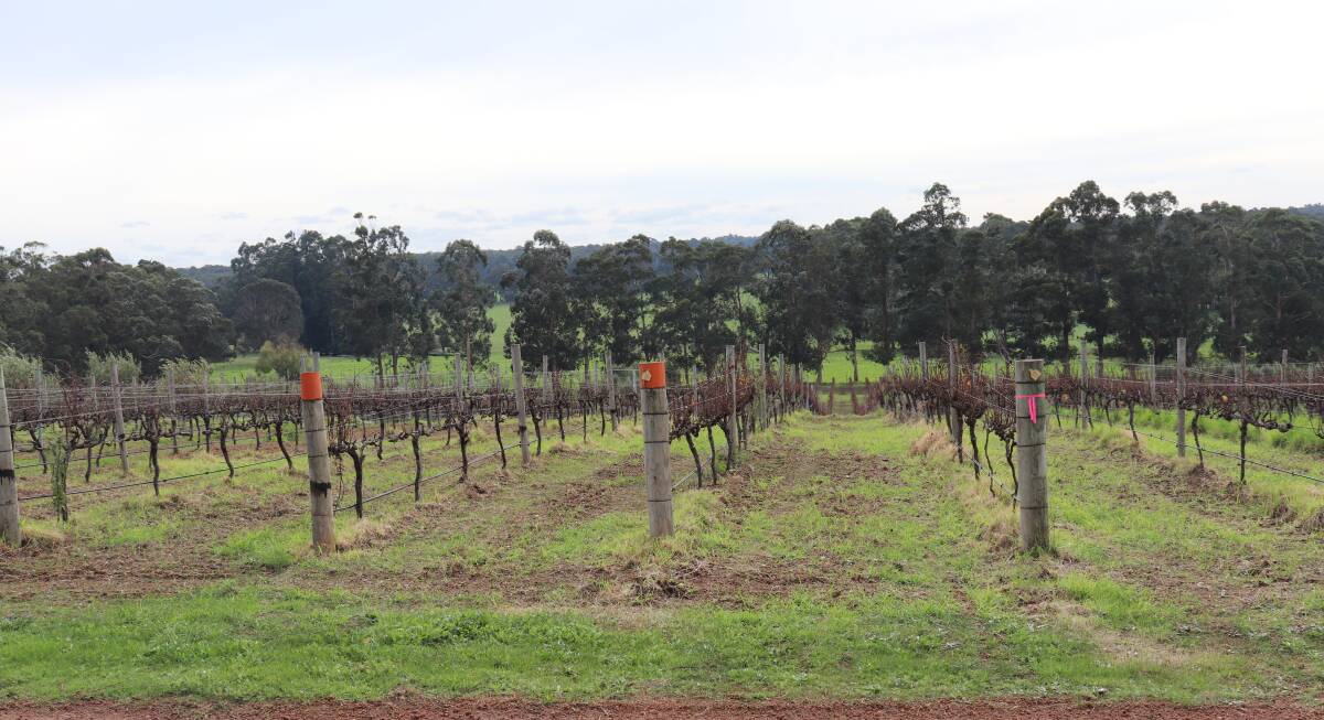 > McHenry Hohnen Vintners is one of a handful of fully certified biodynamic wineries in the Margaret River wine region.
