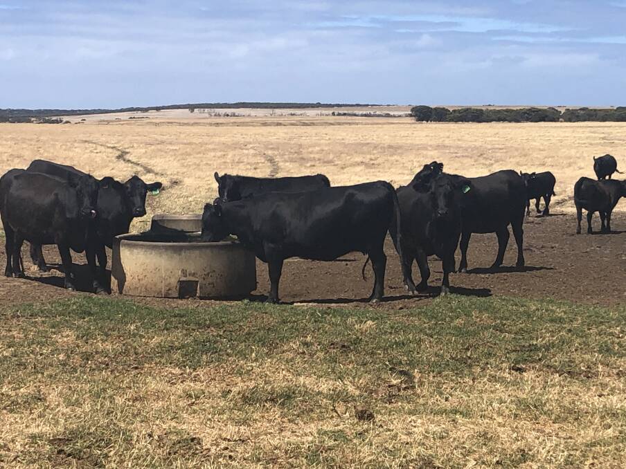 An example of the three-year-old, second calvers which will be offered by the Foulds family, Pasaz Enterprises, Hopetoun, as part of a herd reduction sale. All up the family will offer 100 PTIC Angus cows based on pure Coonamble breeding and ranging in age from three years to seven-years-old.