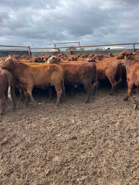 The Carmody family, Clare Downs, Prenti Downs station, Wiluna and Esperance, will be the sale's largest individual vendor with a draft of 250 Shorthorn and Shorthorn cross steers and heifers at the Nutrien Livestock June Special store cattle sale at the Muchea Livestock Centre on Friday, June 24.
Livestock Centre on Friday, June 24.
