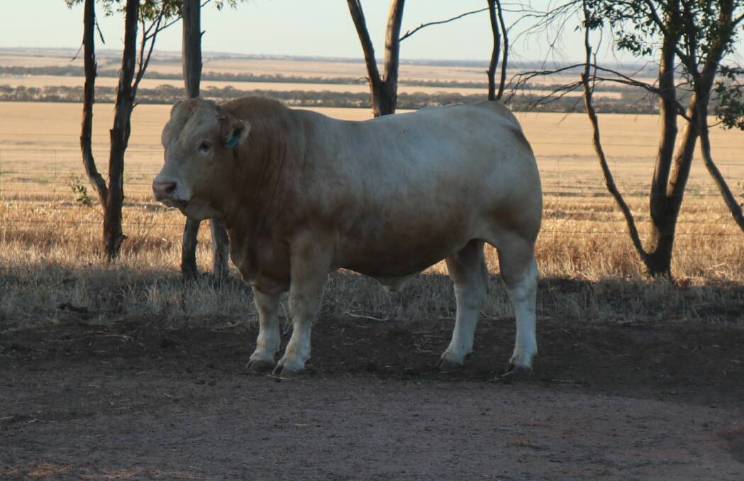 The Quicksilver stud, Newdegate, will offer 11 sires in the Nutrien Livestock Great Southern Blue Ribbon All Breeds Bull Sale including this bull, Quicksilver Remmington R30 (AI) (ET) (P/S) in lot 28.