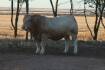 Well-muscled Charolais' to be offered