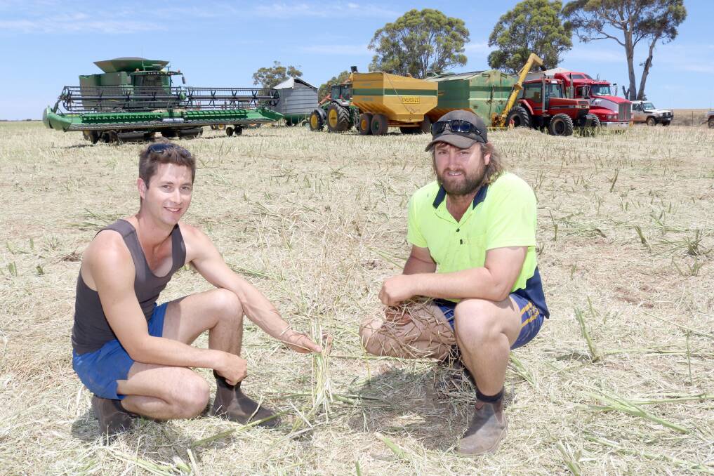 Ashley King (left) and his brother Hayden loading out RoundupReady canola 44Y27 (RR) at Calingiri. The paddock yielded up to 3t/ha and averaged 2.3t/ha. The crop was direct headed.