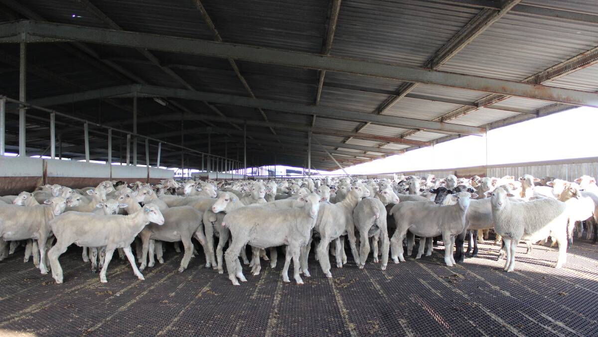 Ambitious plans for South West feedlot
