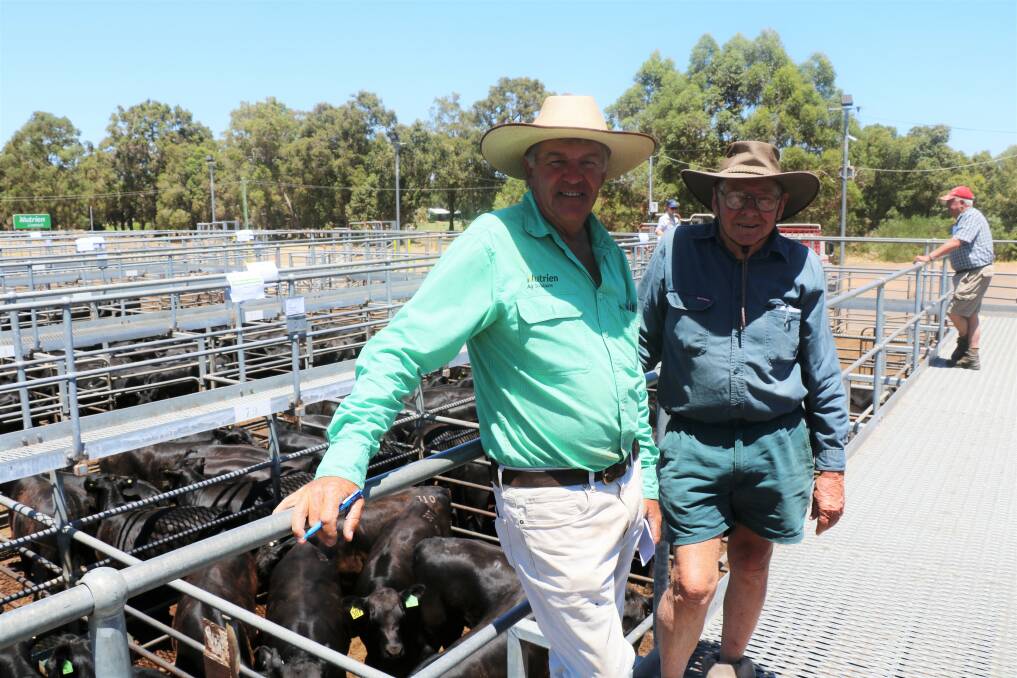 Nutrien Livestock, Brunswick/Harvey agent Errol Gardiner (left), inspected the unmated first-cross heifer offering with Bernie Ridley, Brunswick, before the sale at Boyanup. Both Mr Gardiner and Mr Ridley purchased several pens of first-cross heifers each.