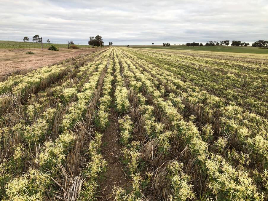 The off-target bleaching of a lupin crop in Bolgart, captured on June 2, about three weeks after spraying.
