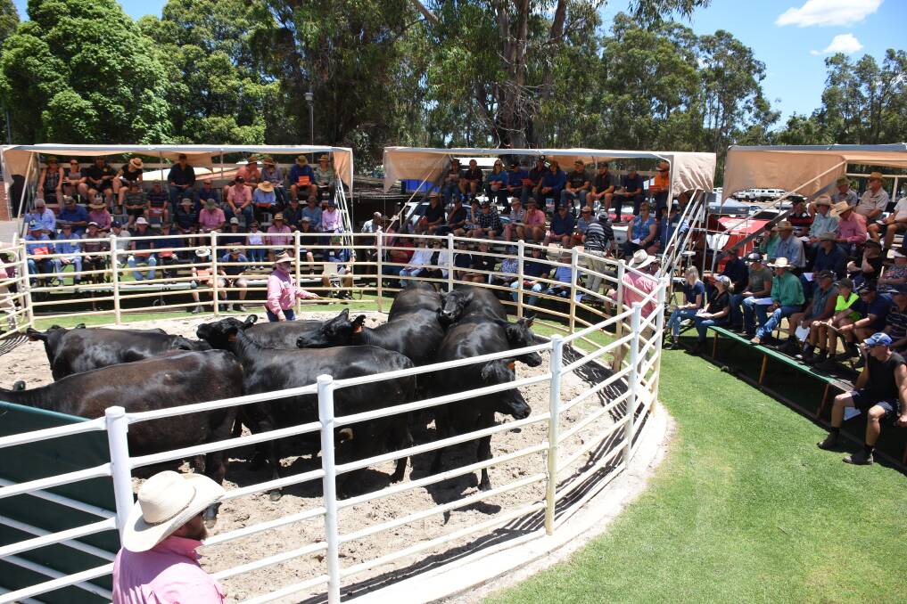 After celebrating the sale's 30th anniversary last year in style with prices hitting a record high, this year vendors will be hoping for much the same when the sale is held at the Boyanup saleyards on Friday, December 10, 2021, commencing at 11.30am. In the sale another outstanding line-up of 776 PTIC first-cross heifers will be offered.