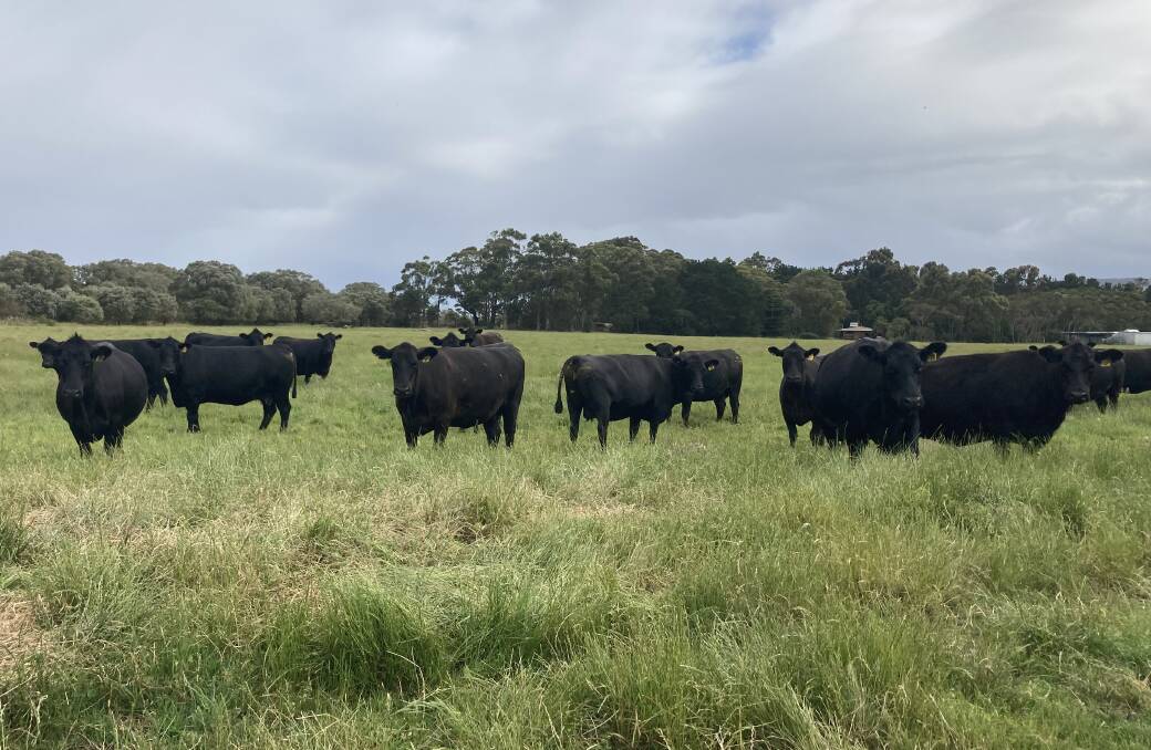 Hillcrest Farms, Marbelup, will be presenting 35 rising two year old Angus heifers, 21 rising fourth calving cows and 14 rising fifth calvers. Pictured are some of the cows from Hilcrest Farms.