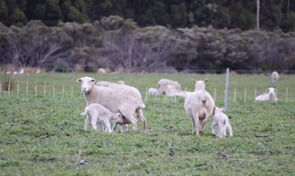 Compared to other sheep farmers, the Hoggarts prefer a late lamb at the end of June to July, ahead of the spring flush.