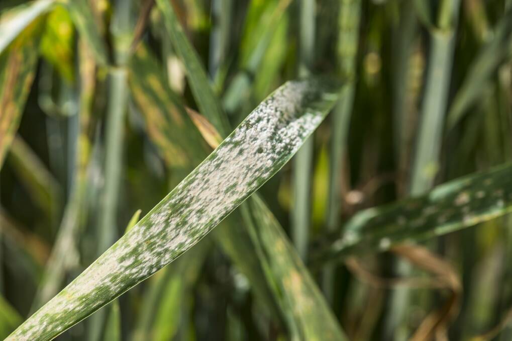 Australian researchers have discovered a unique set of genes that will help breeders to develop barley varieties with more stable resistance to powdery mildew. Photo by Evan Collis.