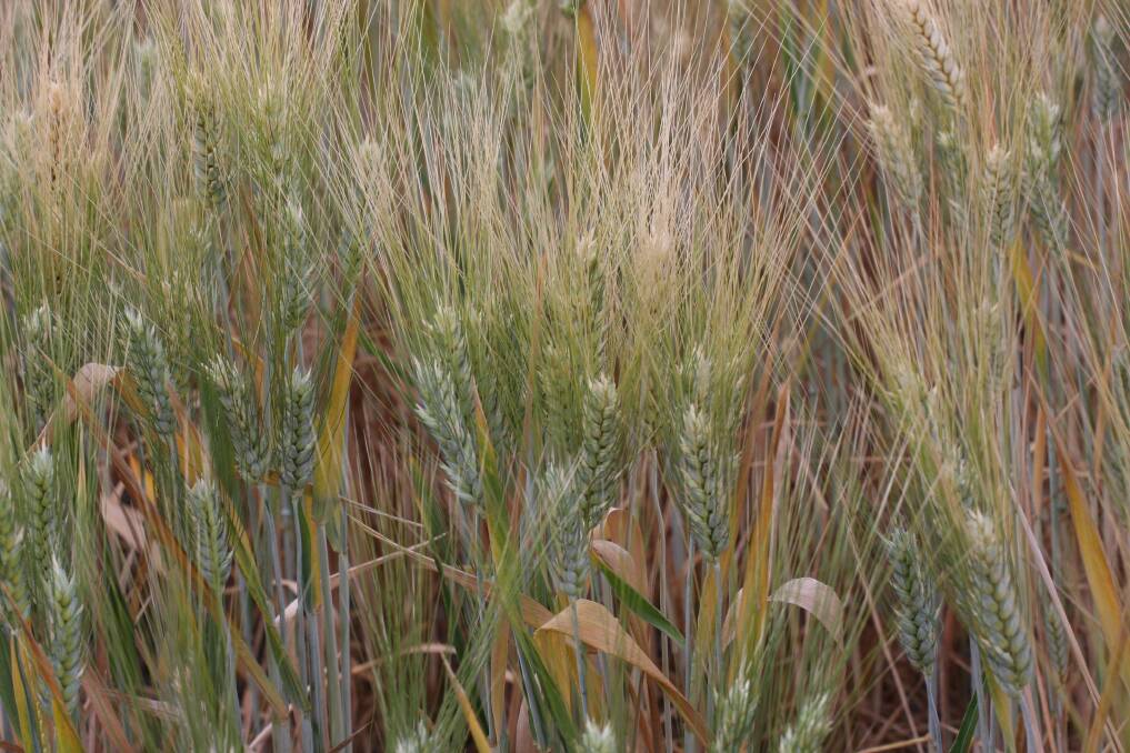 The new GRDC research partnership with CSIRO is one of many undertaken in recent years with a focus on delivering germplasm and marker for breeders to use to reduce the impact of crown rot disease in wheat. Photo by GRDC.