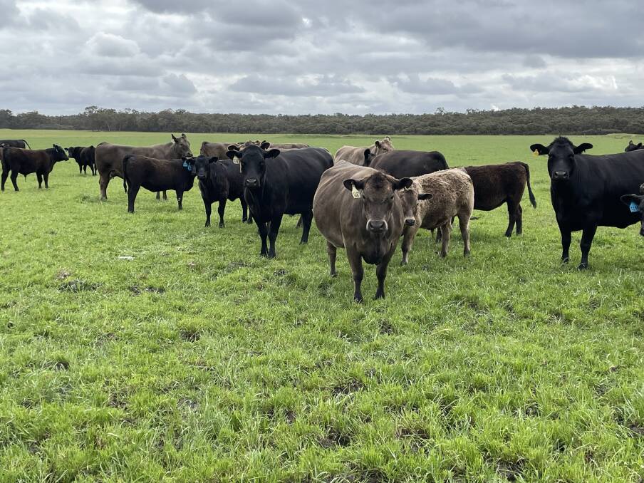 Corolin Farms, Narrikup, is the largest vendor in the cow section and will be offering 120 Angus-Murray Grey second, third and fourth calvers, which are PTIC to Angus bulls.