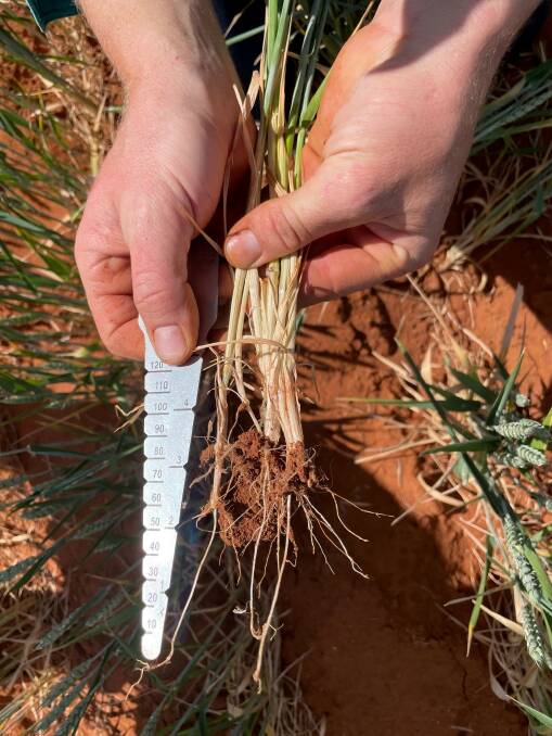 Dual's long coleoptile gives growers the opportunity to sow deeper and plant early on stored moisture from summer rainfall which helps with better and more even crop establishment.