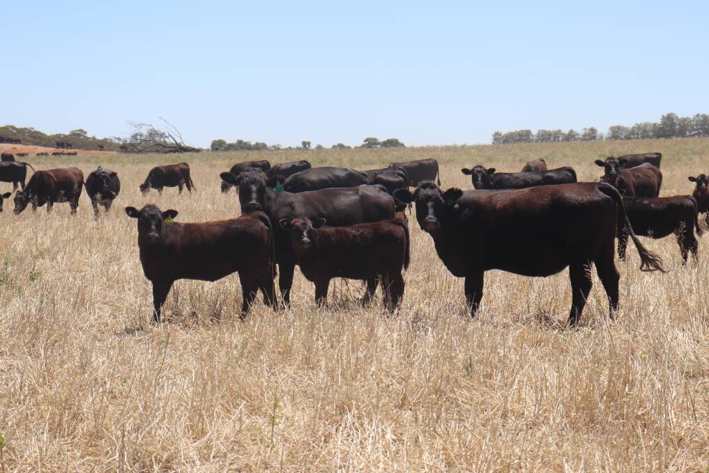 At Velyere Farm, Dandaragan, bulls are put in with the heifers in August, while the cows are joined in September.