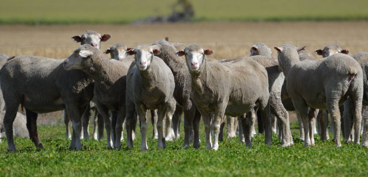 TG & RC Browne, Chirniminup stud, Nyabing, sold 526 1.5yo Dohne ewes for $262.
