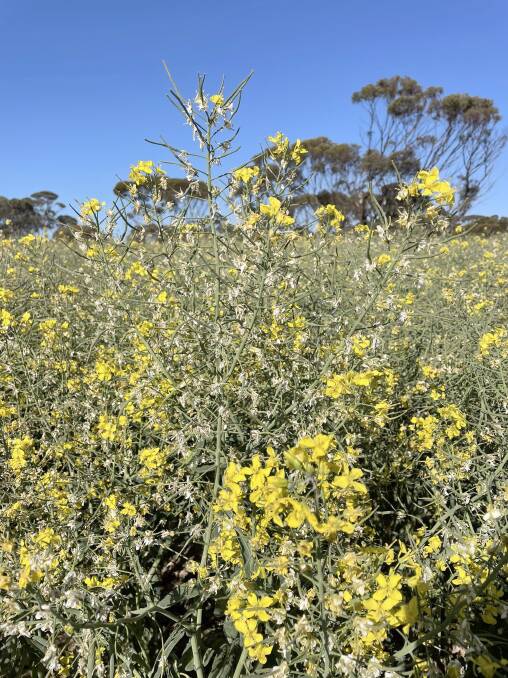 Towards the end of August, Salmon Gums farmer Tim Starcevich copped three days in a row of frost with -3 degrees, -2.7 and -2.5. From that event, the top three or four inches of his canola crop has gone as it's turned all of the flowers white and caused them to fall off.