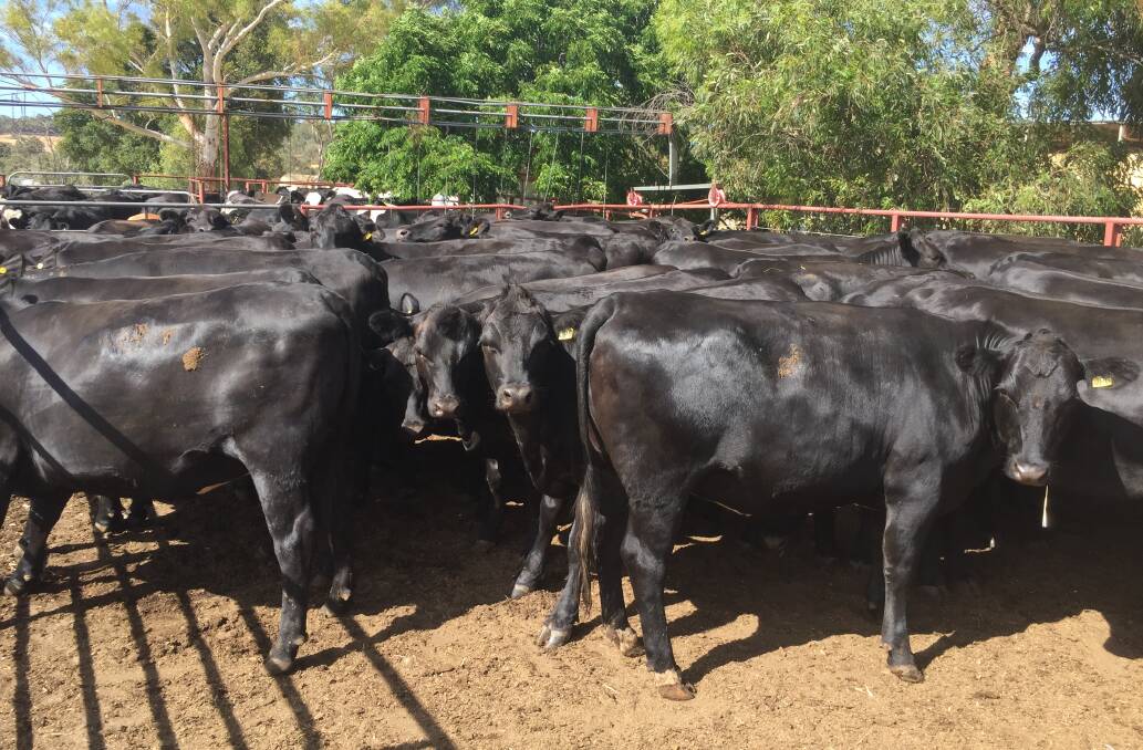 The biggest vendor in the first-cross heifer run will be JP Giumelli & Sons, Ferguson, with an offering of 60 Angus-Friesian heifers from its dairy enterprise. The owner-bred heifers are sired by Little Meadows Angus bulls and range in age from 16 to 20-months-old.