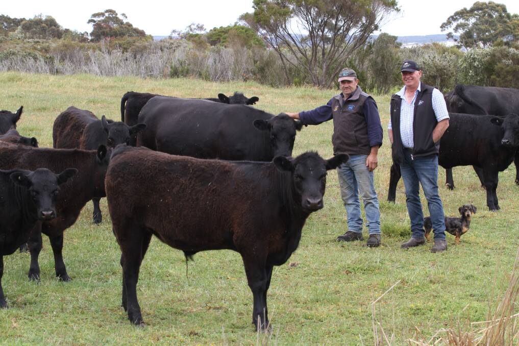 Vendor Sam Ditri (left), Meerup Breeze Grazing, Northcliffe, will offer a draft of 30 mixed sex April-May 2021 drop Angus weaners at the IRA sale. Colin Thexton inspected the calves with Mr Ditri and his dog Snoopy.
