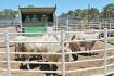 Mated heifers reach $4500 twice