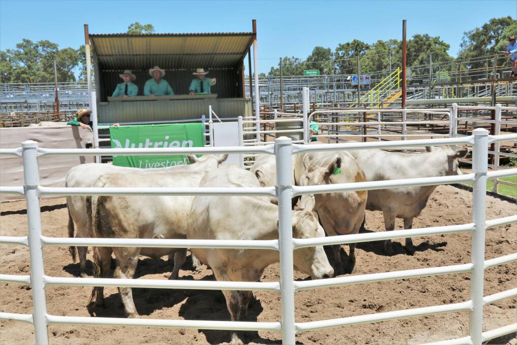 One of the $4500 equal top priced pens of Murray Grey heifers from Scott River Trading, Scott River. The heifers were purchased by GM & DL Sutherland Katanning.