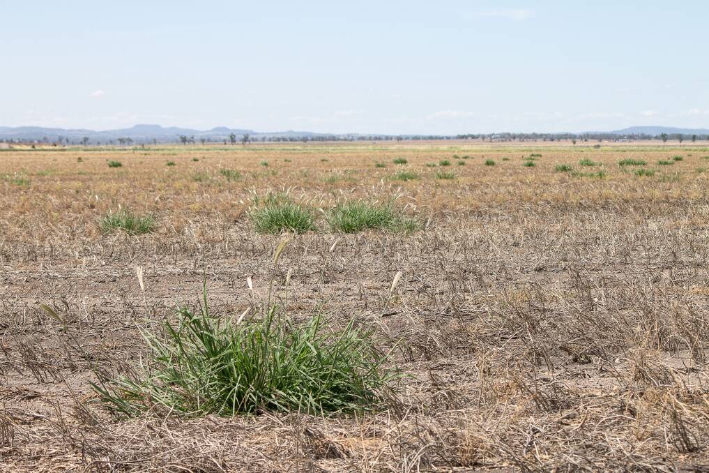 Feathertop rhodes grass is a major weed in chemical fallows in Australia, and is notoriously hard to kill with glyphosate.