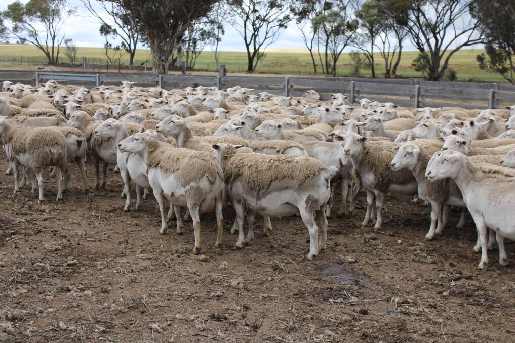 An example of the UltraWhite 1.5yo and 2.5yo ewes to be offered by AC & JE Cunningham.