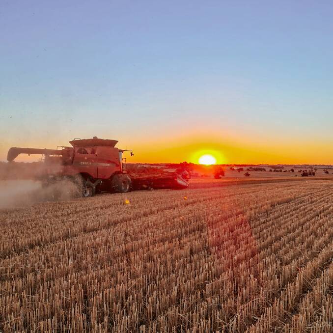 At Neeralin Farms, Wagin, Allan Blight took this snap of his wheat harvest, some of which is headed for Whipper Snapper Distillery to make their award winning Wheat Whiskey.