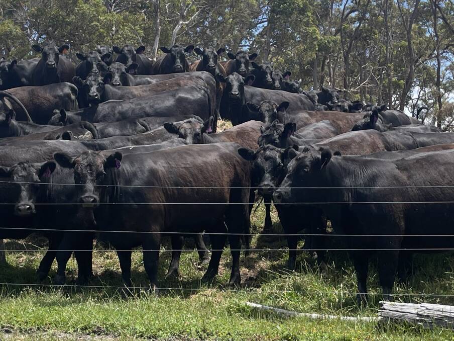 O Moreth, Youngs Siding, is a returning vendor and will present 60 Angus PTIC heifers and four Angus PTIC cows.